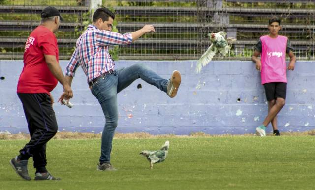 Uruguay: Dirigente patea gallina y su club es sancionado