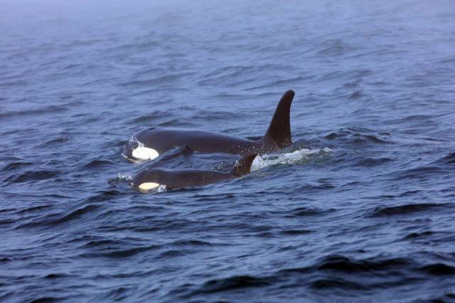 Equipo de expertos se apresura para ayudar a orca enferma