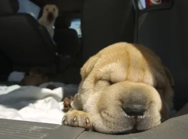Bulldogs, pugs y shar peis bajo fuego legal: ¿estética o tortura genética?