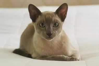 Leo, el gato ladrón que ha transformado su vecindario en Nueva Zelanda