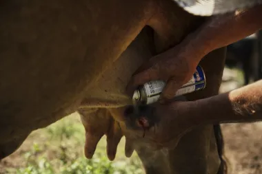 El gusano barrenador de la carne: una amenaza silenciosa que paraliza la ganadería mexicana