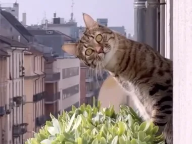 Cat Video Fest: El fenómeno felino que conquista los cines del mundo