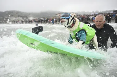 ¡Perros sobre las olas! Así se vivió el Campeonato Mundial de Surf Canino 2025