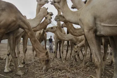 El renacimiento de la leche de camello en Somalia: tradición, salud y emprendimiento