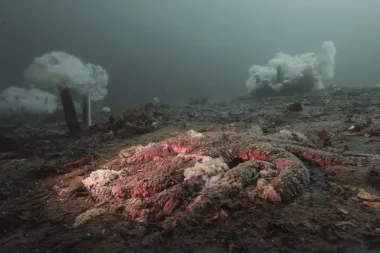 El misterioso exterminio de las estrellas de mar: cómo una bacteria cambió el ecosistema del Pacífico