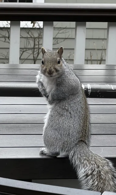 Convivencia humana con la fauna urbana: cómo proteger tu hogar sin dañar a la naturaleza