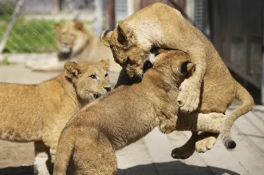 La última esperanza del león del Atlas: ¿es posible su reintroducción en África?