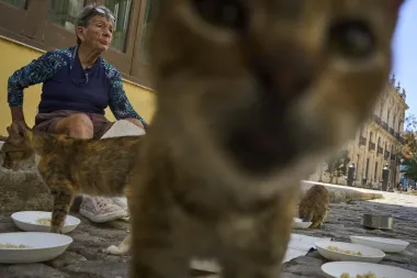 Entre la crisis y el cariño: La lucha por salvar animales callejeros en Cuba