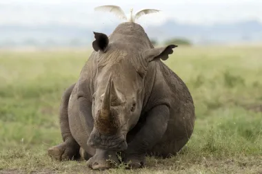 África bajo presiones externas: migración, conservación de rinocerontes y una creciente crisis de drogas