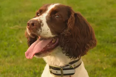 Maple: La perrita heroína que protege a las abejas en peligro