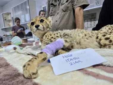 El oscuro negocio de la vida salvaje: tráfico ilegal, corrupción y animales en peligro