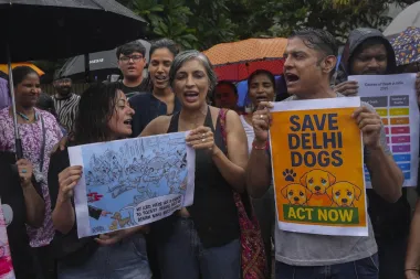 Perros callejeros en Nueva Delhi: entre la compasión y el caos urbano