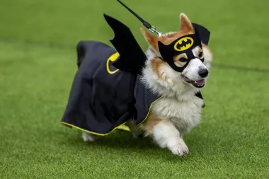 Corgis: De la realeza británica a las pistas de carreras en Europa