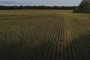 El cultivo de maíz frente al cambio climático: una ruleta agrícola cada año