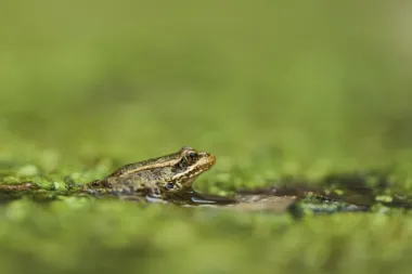 El renacer de la rana de patas rojas: una historia de ciencia, diplomacia y tecnología a través de la frontera
