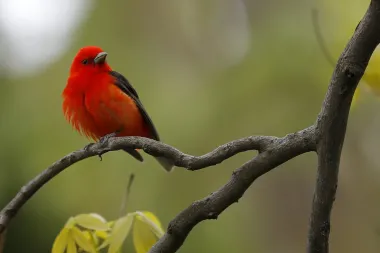 ¿Te volviste pajarero sin darte cuenta? Así domina la IA las caminatas por la naturaleza