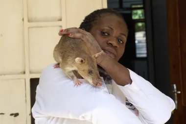 Ratas Heroicas: Los Insólitos Salvavidas que Está Entrenando Tanzania