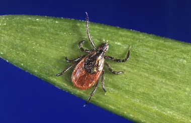 La enfermedad de Lyme: entre diagnósticos dudosos y tratamientos peligrosos