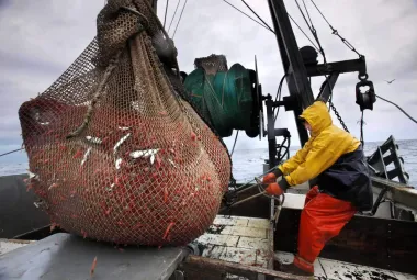 La crisis del camarón en Nueva Inglaterra: el mar se calienta y las redes están vacías