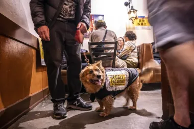 San Francisco, Automóviles y Espacios Verdes: ¿Puede la Sostenibilidad Sobrevivir a la Democracia Local?
