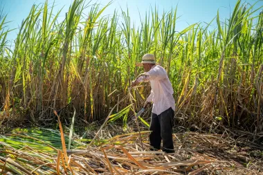 La crisis del azúcar orgánico en EE.UU.: ¿protección agrícola o golpe a la industria alimentaria?