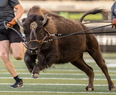 A 700 kilos y corriendo libre: Ralphie VII, el nuevo ícono viviente del fútbol americano universitario