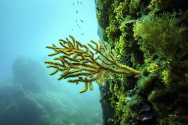 El Tratado de Alta Mar: Una Nueva Era en la Protección de los Océanos Globales