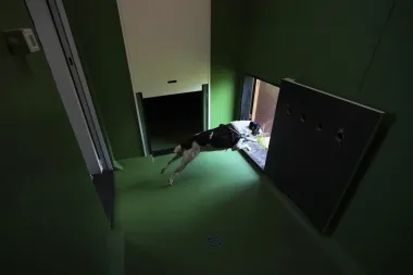 Roma lanza el primer hotel para perros en su aeropuerto: Lujo, confort y bienestar canino a un vuelo de distancia