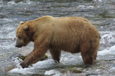 Fat Bear Week: La peculiar competencia de Alaska que celebra la resiliencia (y el sobrepeso) de los osos pardos