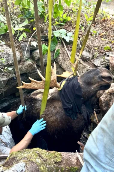Rescate en Maine: cuando la solidaridad humana salvó a un alce atrapado en un pozo