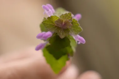 Recolectar alimentos silvestres: una práctica milenaria que resurge con fuerza, pero no sin riesgos