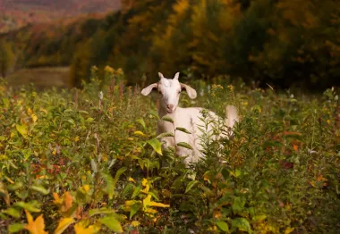 Entre cabras y paisajes nevados: la insólita revolución ecológica en las pistas de esquí