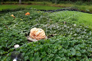 El arte de cultivar calabazas gigantes: pasión, ciencia y una pizca de locura
