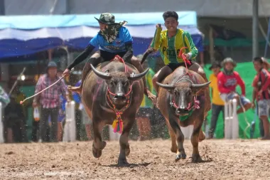 El resurgir del búfalo tailandés: tradición, orgullo y velocidad sobre cuatro patas