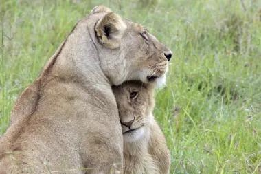 Entre leones y jardines: Convivencia con la fauna en tiempos de crisis ambiental