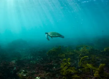 Salvar a las focas del Ártico: ¿una oportunidad para frenar el cambio climático?