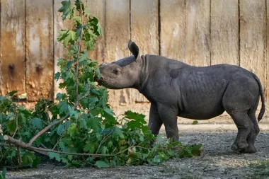 Pequeño Gigante: Un rinoceronte negro oriental nace en Cleveland y revive la esperanza de su especie
