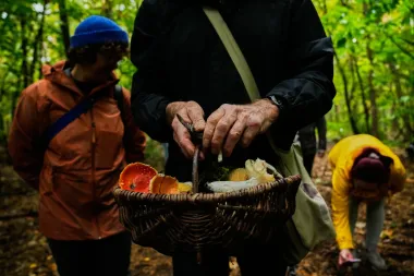 La fiebre del bosque: el resurgimiento de la recolección de hongos en Alemania