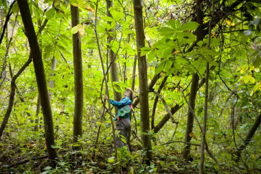 El regreso del pawpaw: el fruto olvidado que podría salvar a una mariposa al borde de la extinción