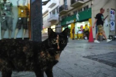 Chipre y el reino de los gatos: ¿Paraíso felino o crisis ecológica?