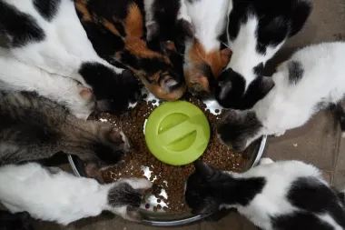Bukele y su cruzada animalista: ¿puede El Salvador convertirse en modelo de bienestar para gatos y perros callejeros?