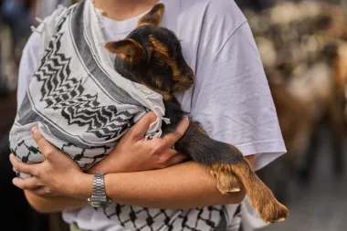 Transhumancia en Madrid: Entre ovejas, tradición y resistencia rural