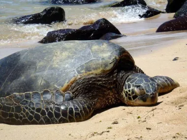 El renacer del honu: ¿Es hora de devolver a los hawaianos el derecho a cazar tortugas verdes?