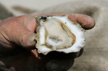 ¿Puede volver el alma de Apalachicola Bay? Ostra por ostra, Florida intenta revivir su legado