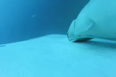 Remoras y ballenas jorobadas: El arte del surf submarino que fascina a la ciencia