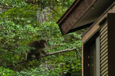 La delicada guerra entre humanos y monos en Japón: ¿control de fauna o conflicto sin fin?