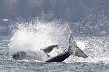 El día en que una foca burló a un grupo de orcas: una historia de supervivencia en el mar de Salish