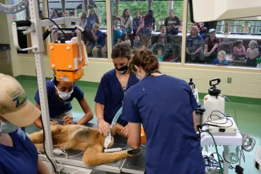 El zoo que abre sus puertas (y ventanas) a la medicina animal: Una revolución en transparencia veterinaria