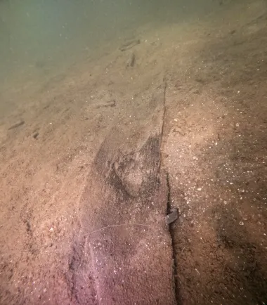 Canoas Eternas: El Descubrimiento que Reescribe la Historia Indígena en Wisconsin
