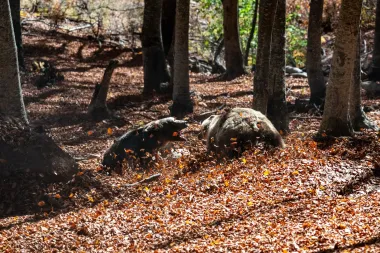 Oso Vs. Campo: El resurgir del oso pardo en Grecia y su impacto en la vida rural
